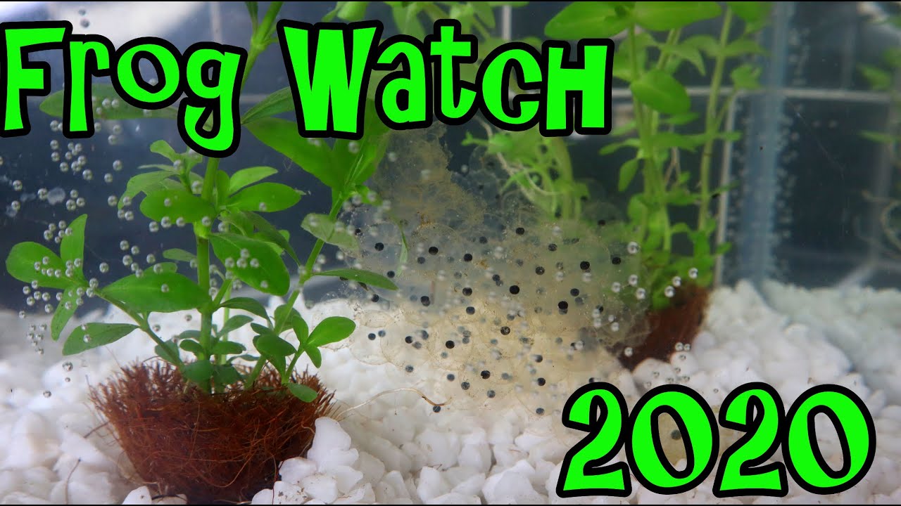 Сбор лягушачьей икры &mdash; Frog Watch 2020