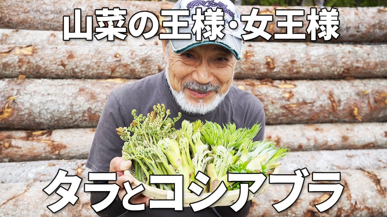 山菜の王と女王👑タラとコシアブラ、ハリギリ。山菜シーズンに突入だ！