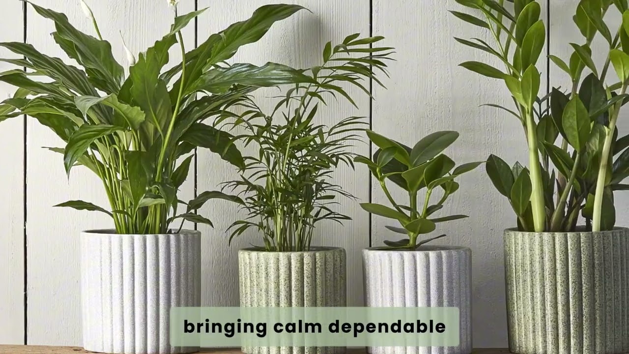 Easy Care Indoor Plants