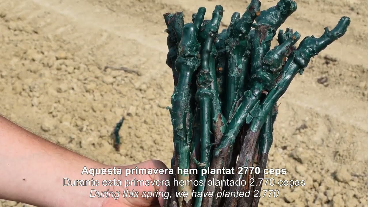 🍇 Nova plantacio en keyline de carinyena a la Finca Can Marti!