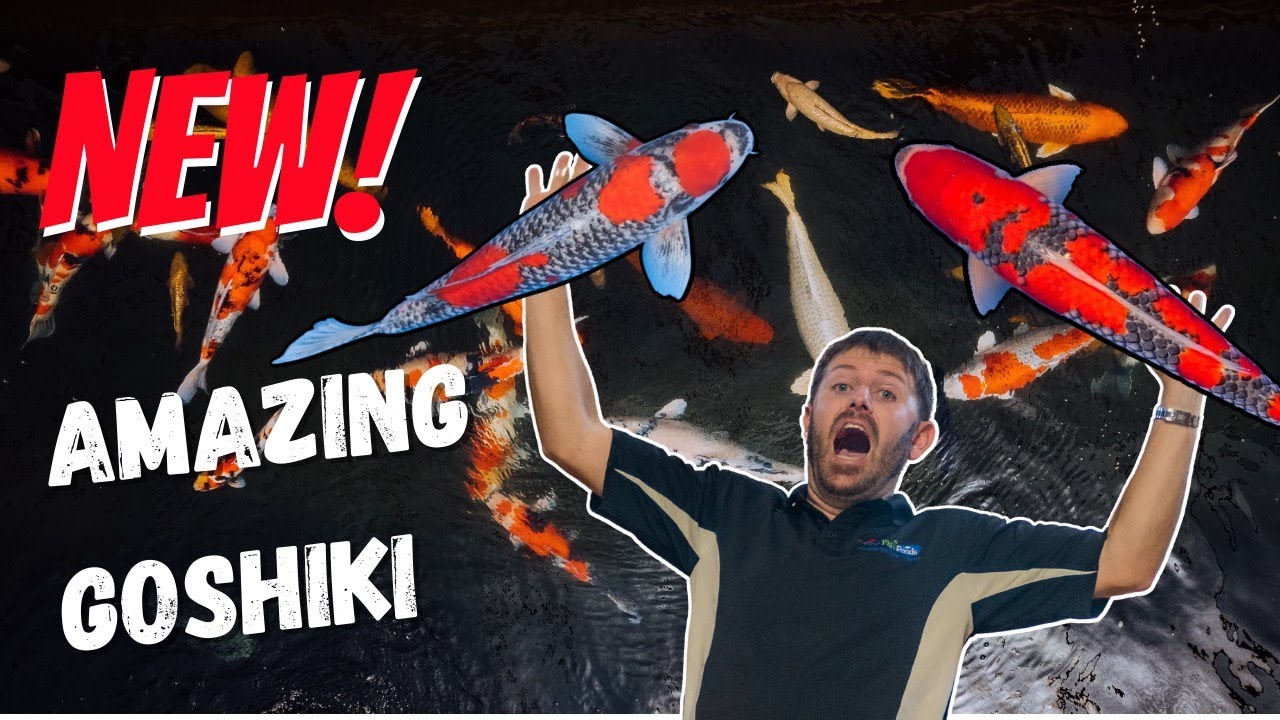Goshiki Reveal! Amazing Japanese Koi from Kanno Koi Farm!