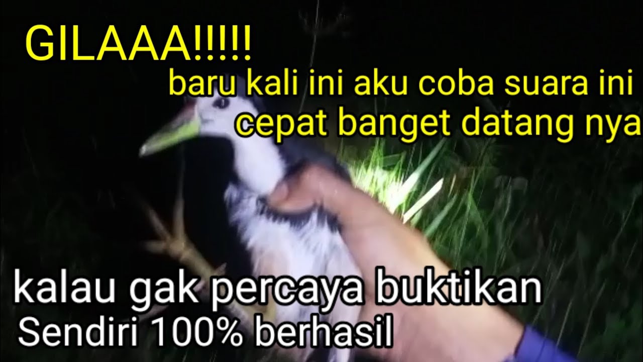 Suara Ruak Ruak mp3 Terbaru Paling ampuh,suara Kruwok Kruak@Sarang Ruak Ruak TV