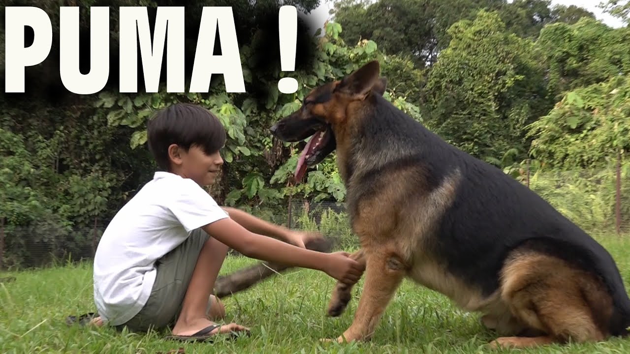 TRIKNYA untuk punya ANJING HEBAT
