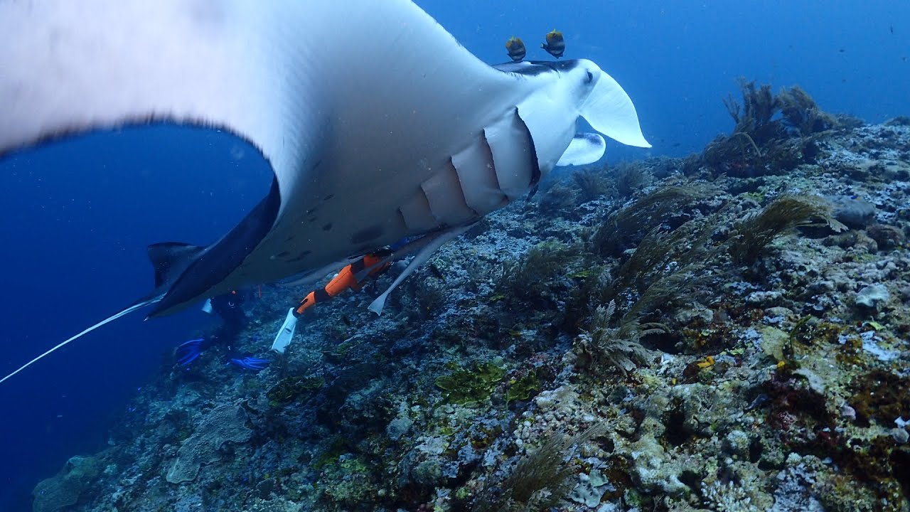 RajaAmpat４MANTA