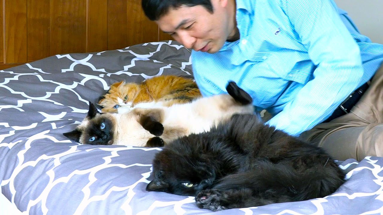【しゃべる猫】猫が全員でベッドで寝ているので紛れ込んでみた結果…！【しおちゃん】