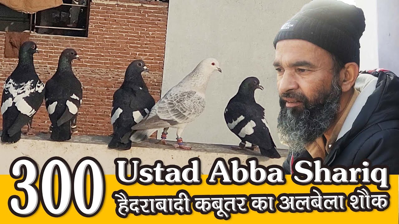 Ustad Abba Shariq K 300 Hyderabadi Maxi Kabutar Ka Nayab Shok | Pigeon Race | Delhi Ki Kabutar Bazi