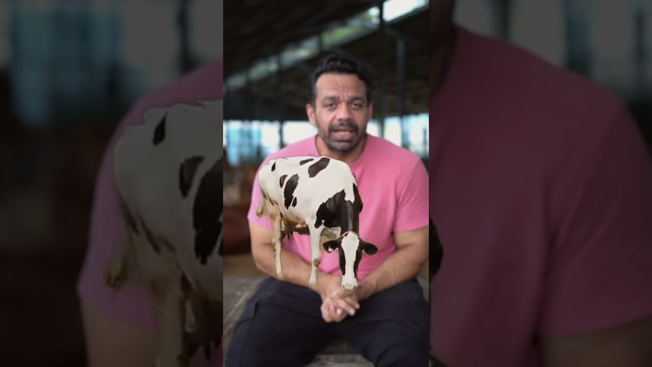 Let&rsquo;s break down the difference between Desi cow ghee and HF cow ghee.