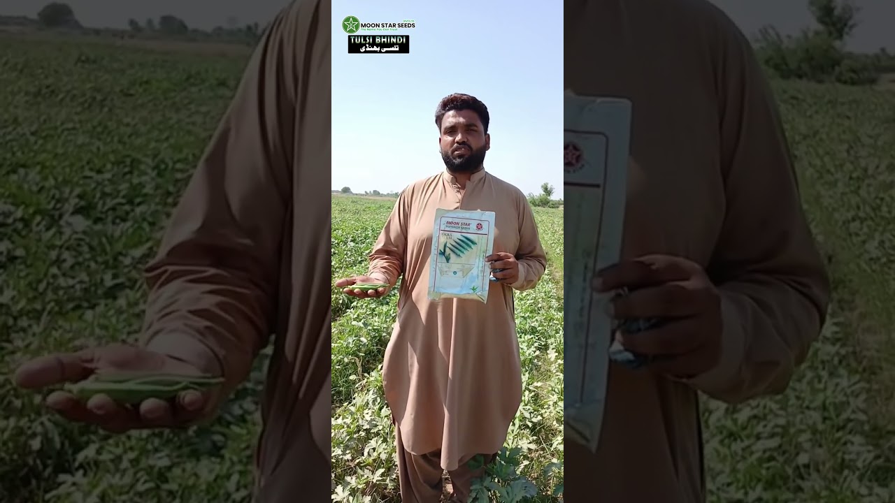 Bhindi Tulsi &ndash; Moon Star Seeds | 2025 Best Okra Variety | High Yield & Strong Plants