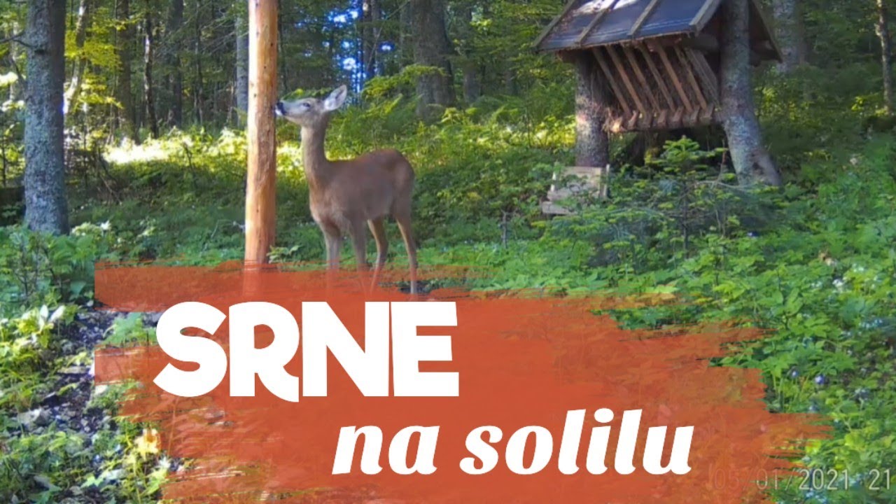 Srndać i srna na solilu | Wild life | Visočnik | Han Pijesak | Gorštak   #deer #nature #subscribe