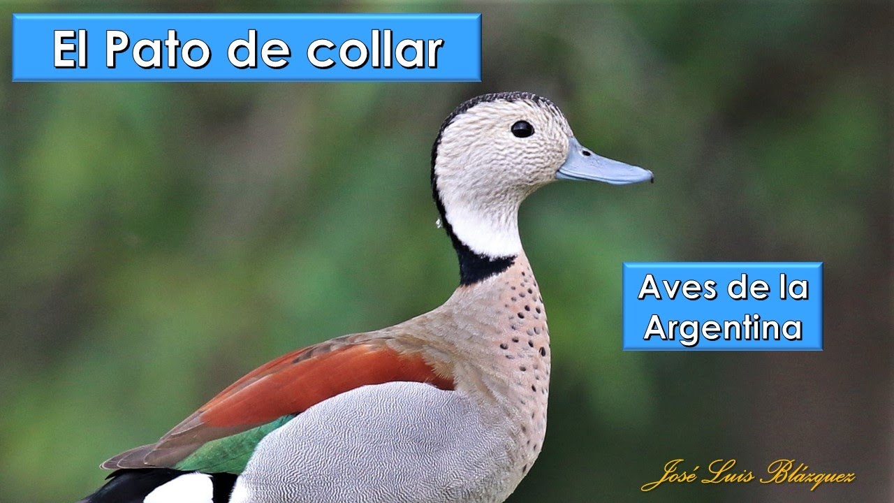 Pato de collar, Ringed Teal, (Callonetta leucophrys), Aves de la Argentina