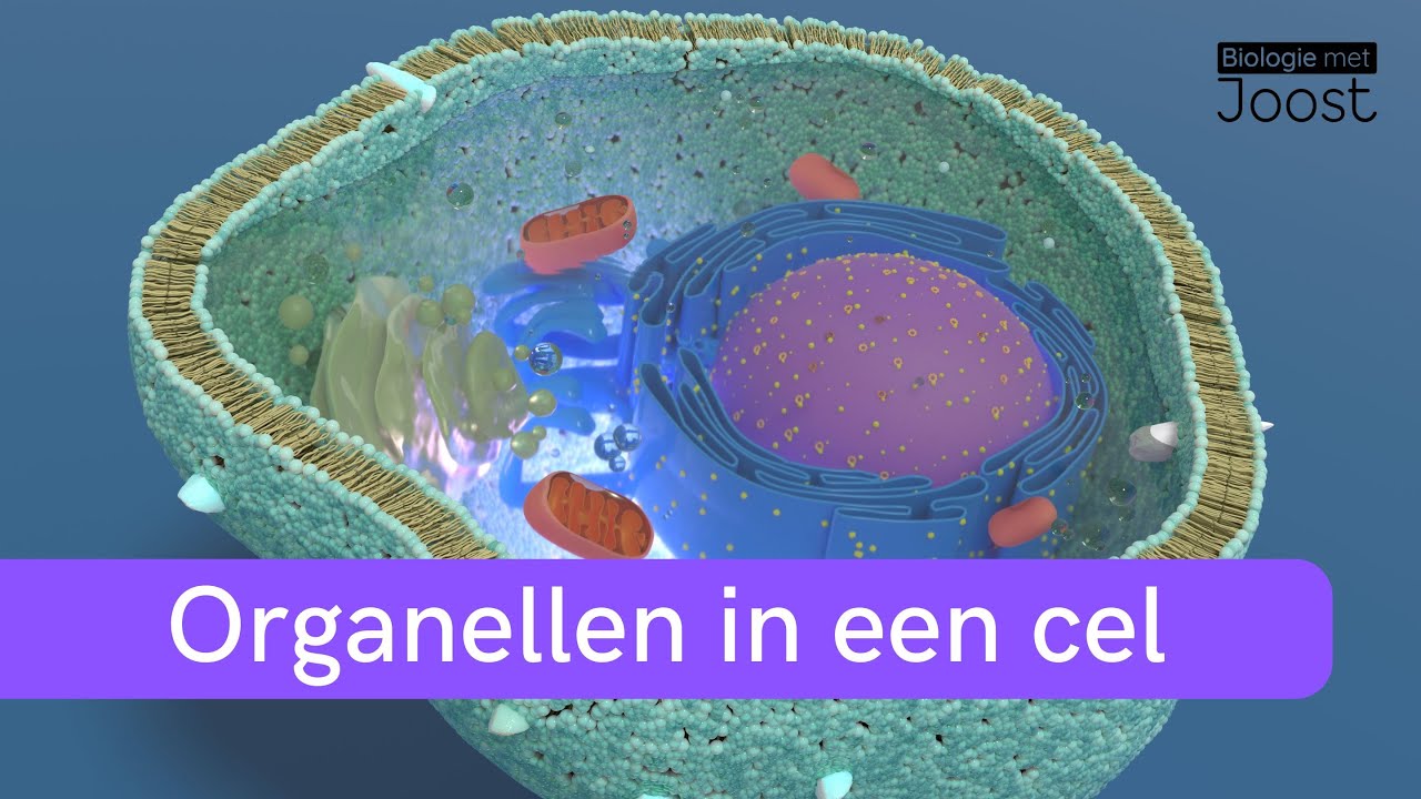 Organellen uitgelegd – Functies van mitochondriën, celkern, ribosomen en meer | Samenvatting