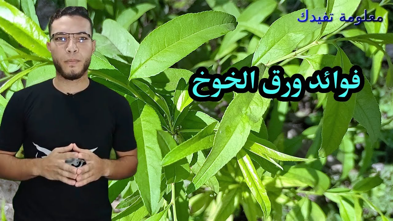 ماهى فوائد اوراق الخوخ وفوائد اوراق الخوخ الذهبية للوقية من بعض الامراض !!