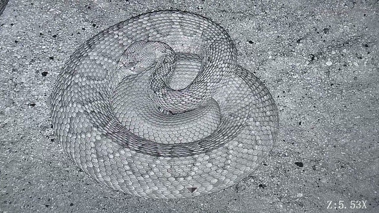 Mojave rattlesnake drinking from hydrophobic scales late night rain storm in February 2026