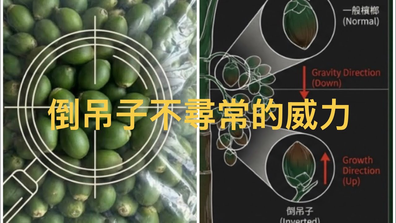 倒吊子不尋常的威力與風險
