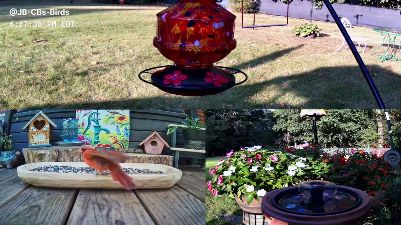 Live  - N Georgia Bird 🐦Feeder & Garden Wildlife Window to Nature | 50 Species Identified