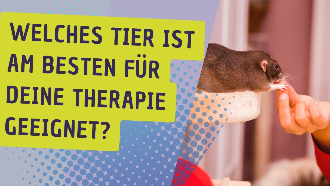 Wie du erkennen kannst ob dein Tier sich f&uuml;r tiergest&uuml;tzte Arbeit eignet
