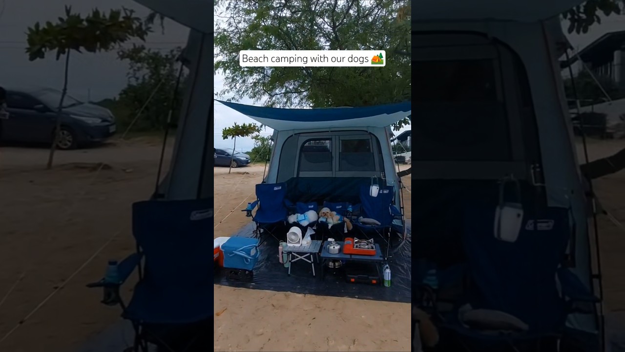 Camping with our dogs #dogsofyoutube #dogs #Maltese #ShihTzu #campingwithdogs