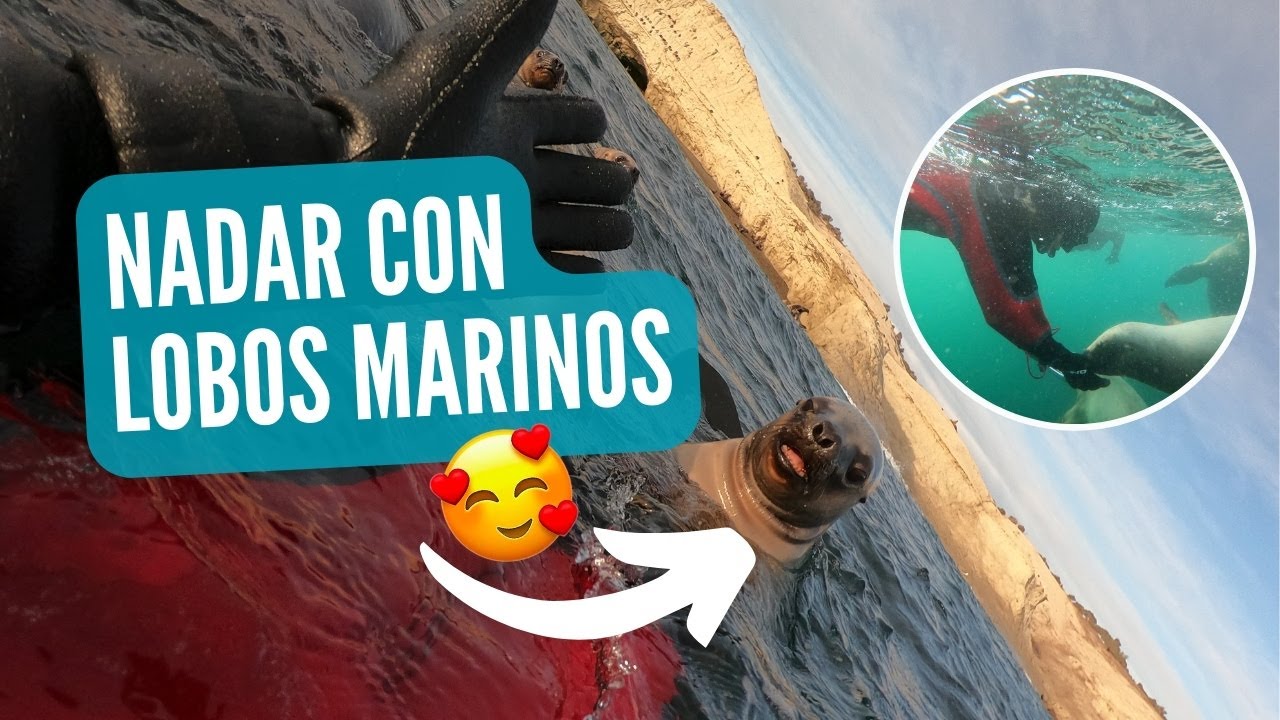Snorkel con LOBOS MARINOS Puerto Madryn (patagonia 🇦🇷 )