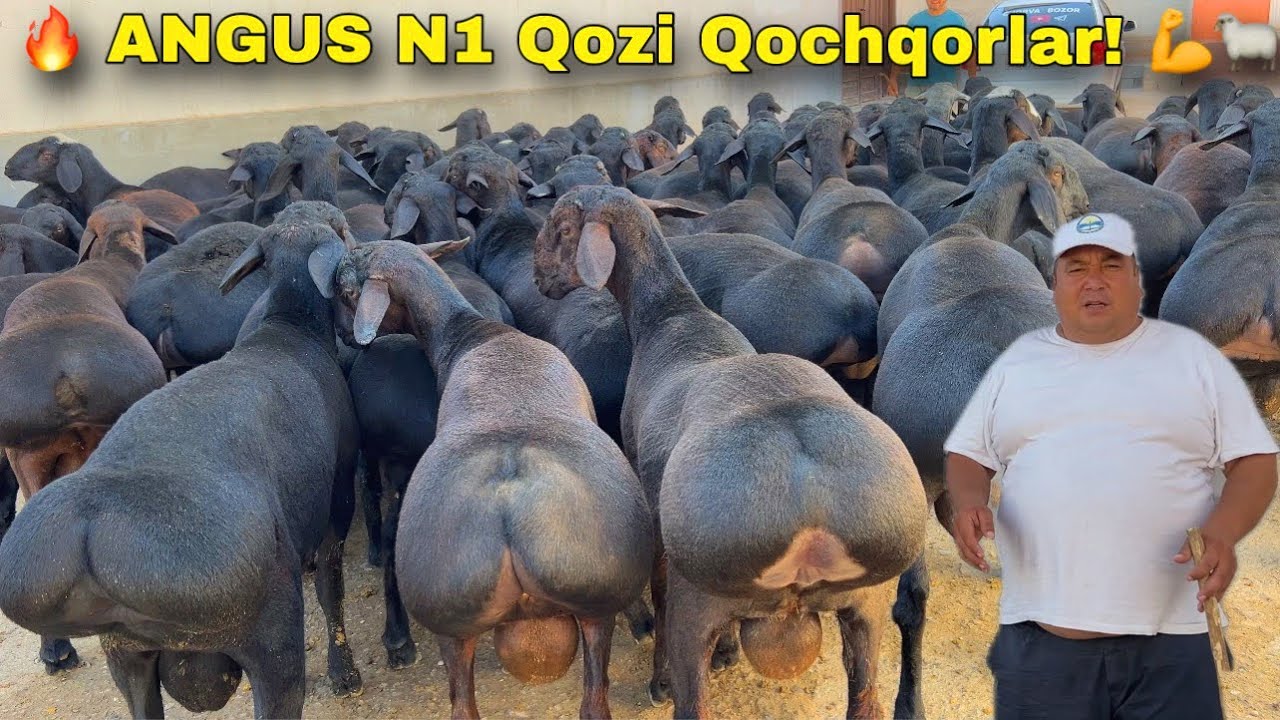ILYOS TOGADA DAXSHAT XISORI QOZILAR! ARZON NARX 😱🔥