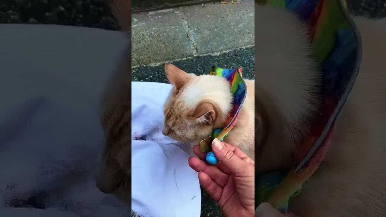 Модные коты Парижа 