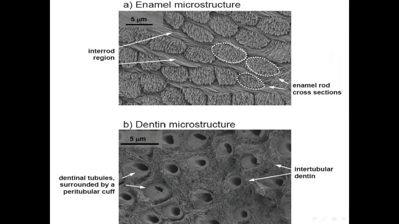 amelogenesis