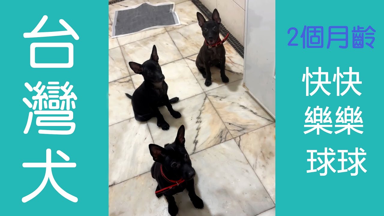 犬訓樂 府教 台灣犬 快樂球