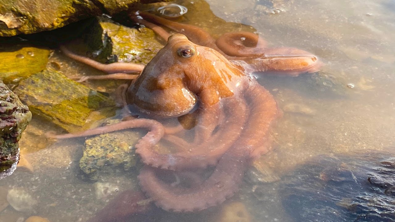 Сяо Чжан проехал по морю, чтобы поймать крупного осьминога и дикого морского окуня