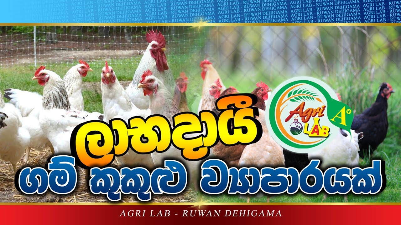 ගම් කුකුළු පාලනය /POULTRY MANAGEMENT -Agri Lab - Agriculture -Sinhala Ruwan Dehigama