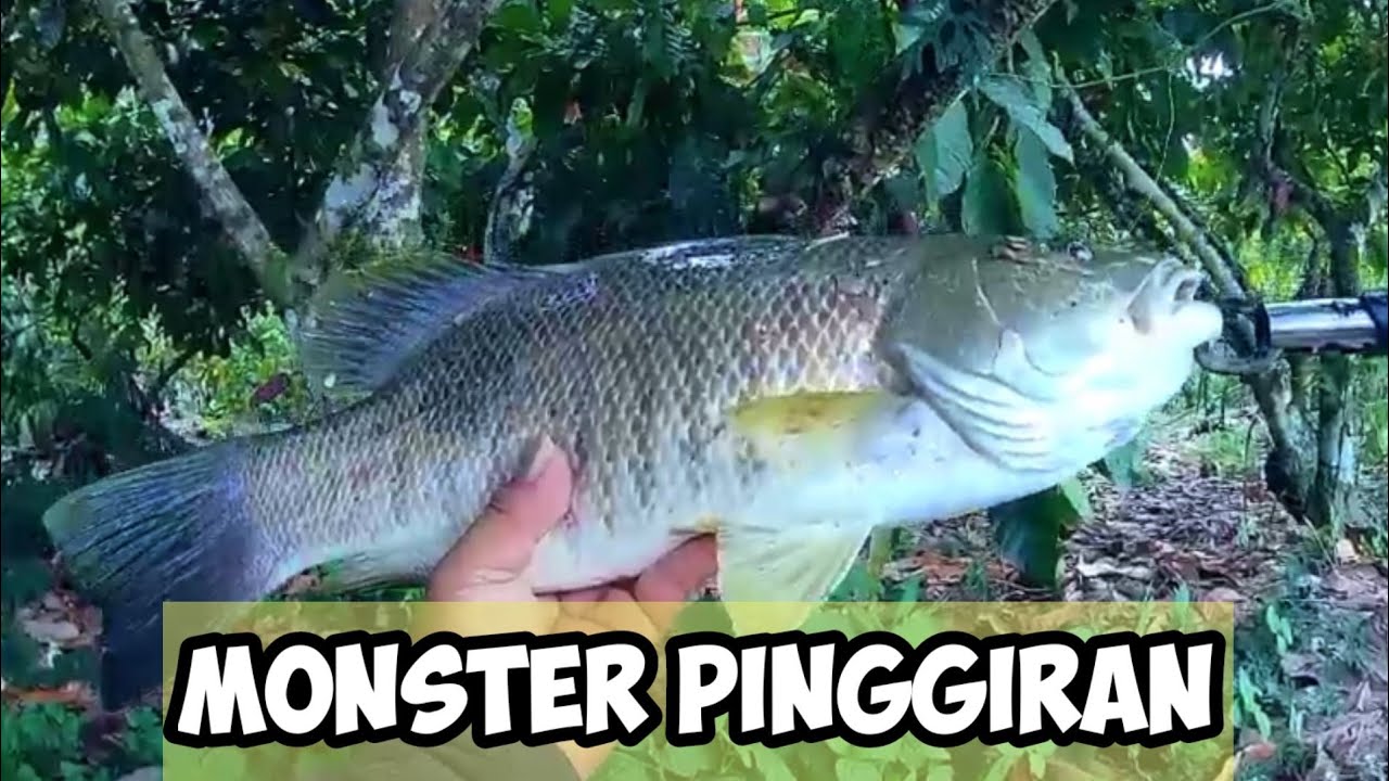 DI KIRA SIDAT TERNYATA  IKAN KAKAP BESAR || mancing di sungai umpan udang