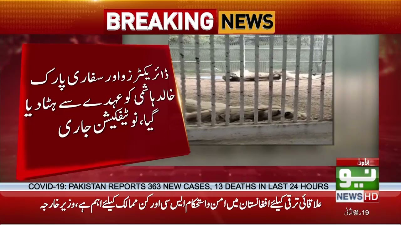Rare white lion dies at Karachi Zoo | 25 Nov 2021 | Neo News