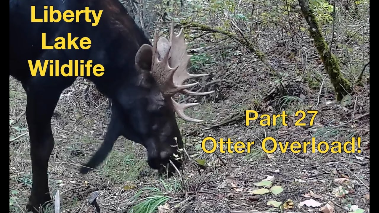 Liberty Lake Wildlife Part 27 - Otter Overload
