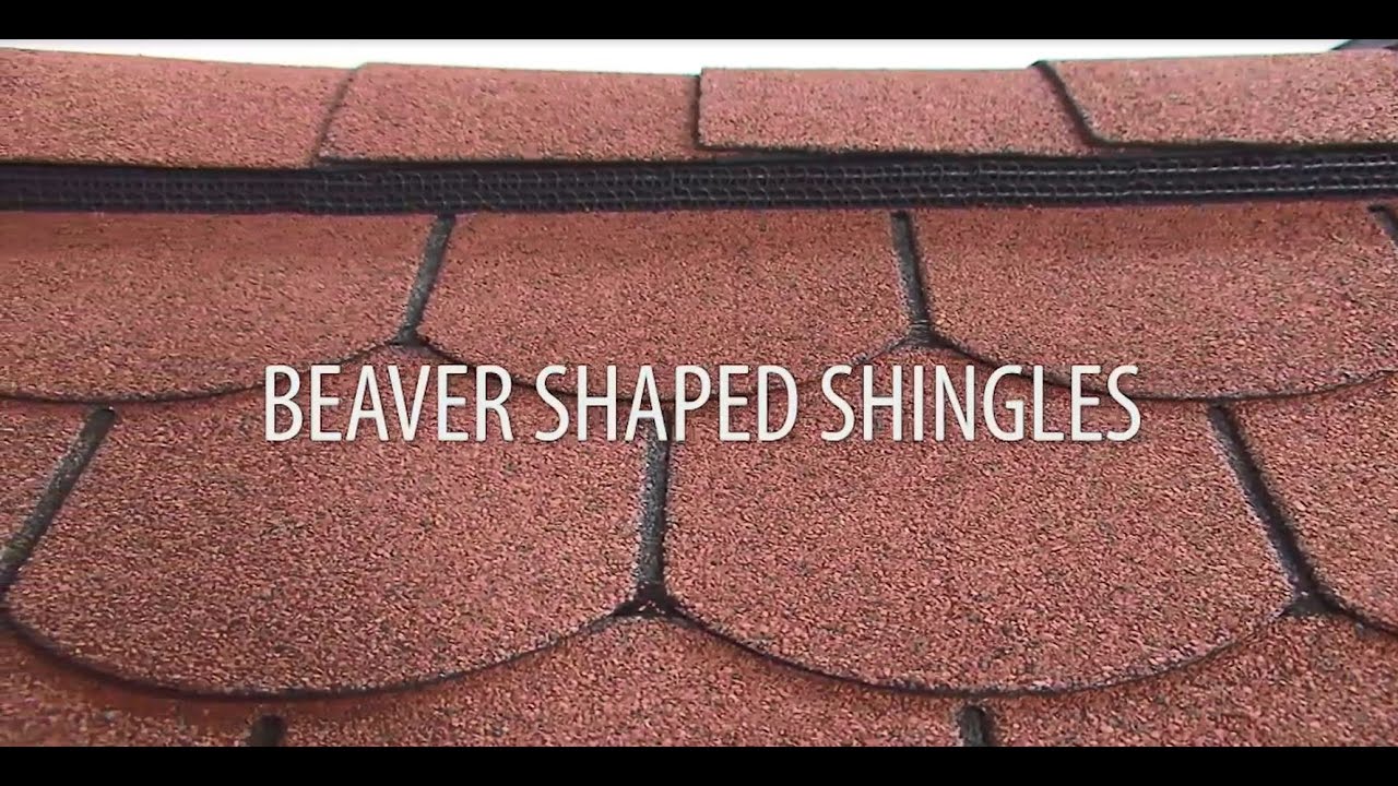 Installing beaver shaped roof shingles