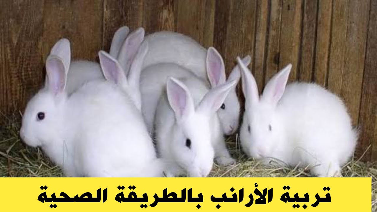 الطريقة الصحيحة لنجاح مشروع تربية الأرانب 