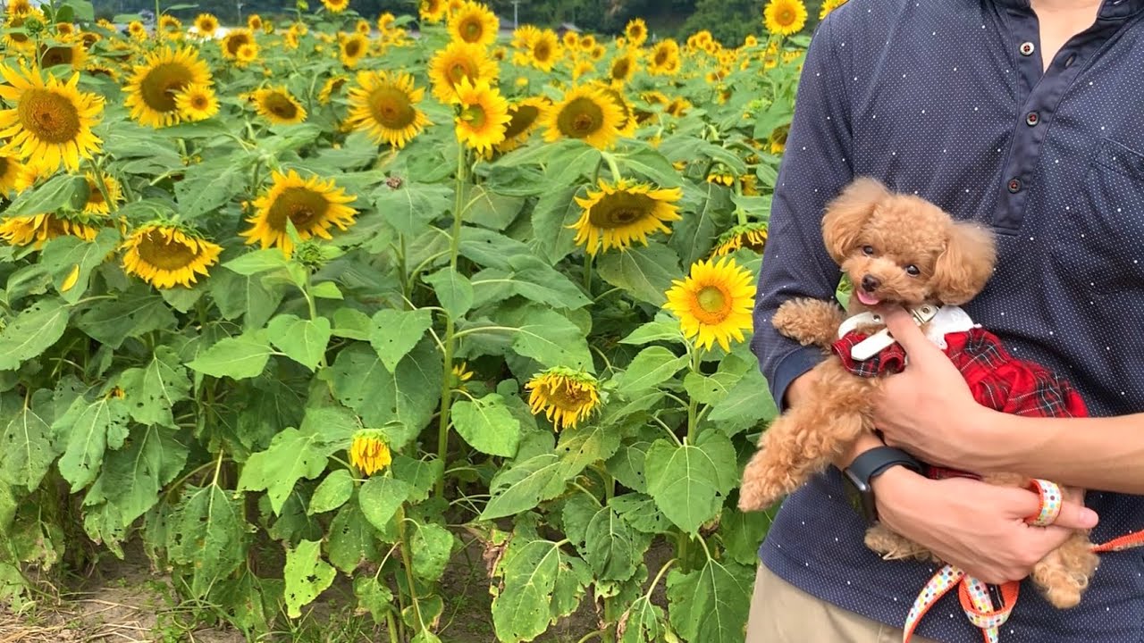 【犬と温泉旅行】遅咲きのひまわりと湯布院でご馳走を見つけた犬【トイプードルのコロン】
