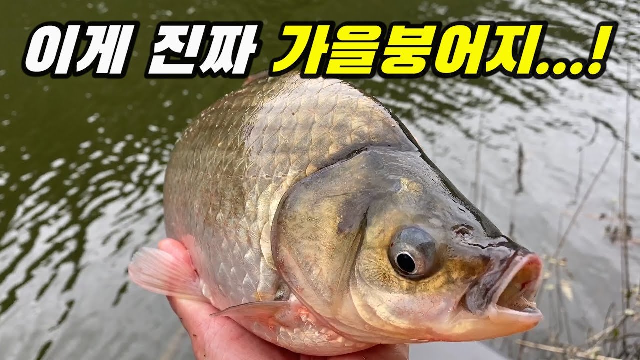 (SUB) The Real Autumn CARP here !!!! BIG ONE !!  carp fishing