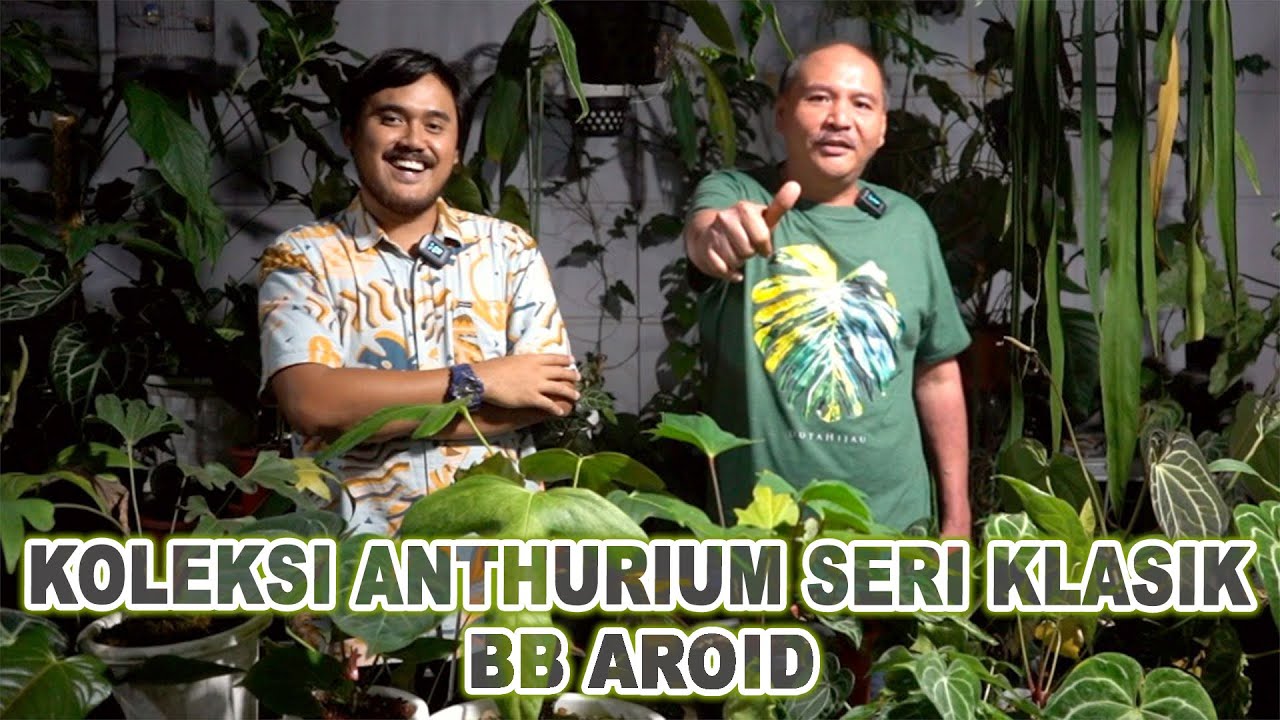 Anthurium Seri Klasik Koleksi BB Aroid