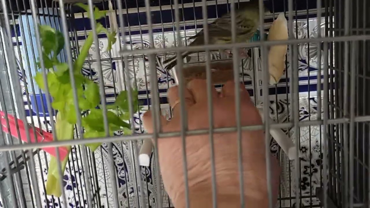 Mis pajaritos son de buen comer😜