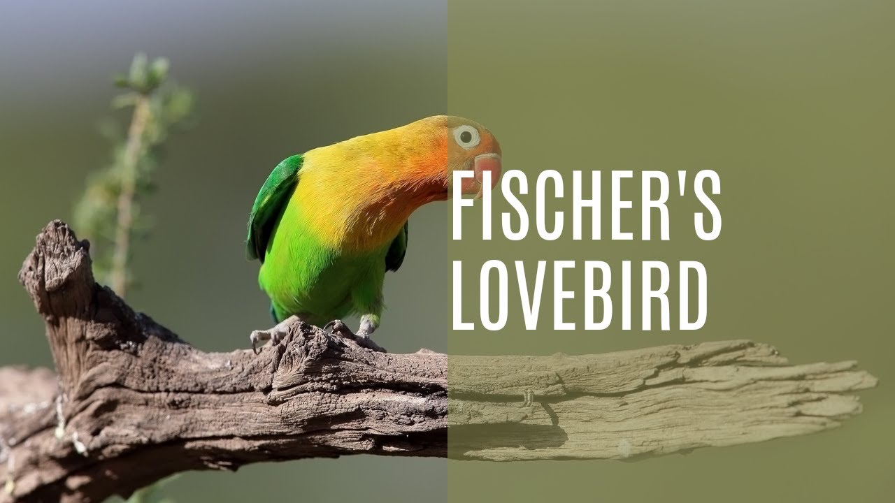 The Wild & Colorful World of Fischer's Lovebird (Agapornis Fischeri)