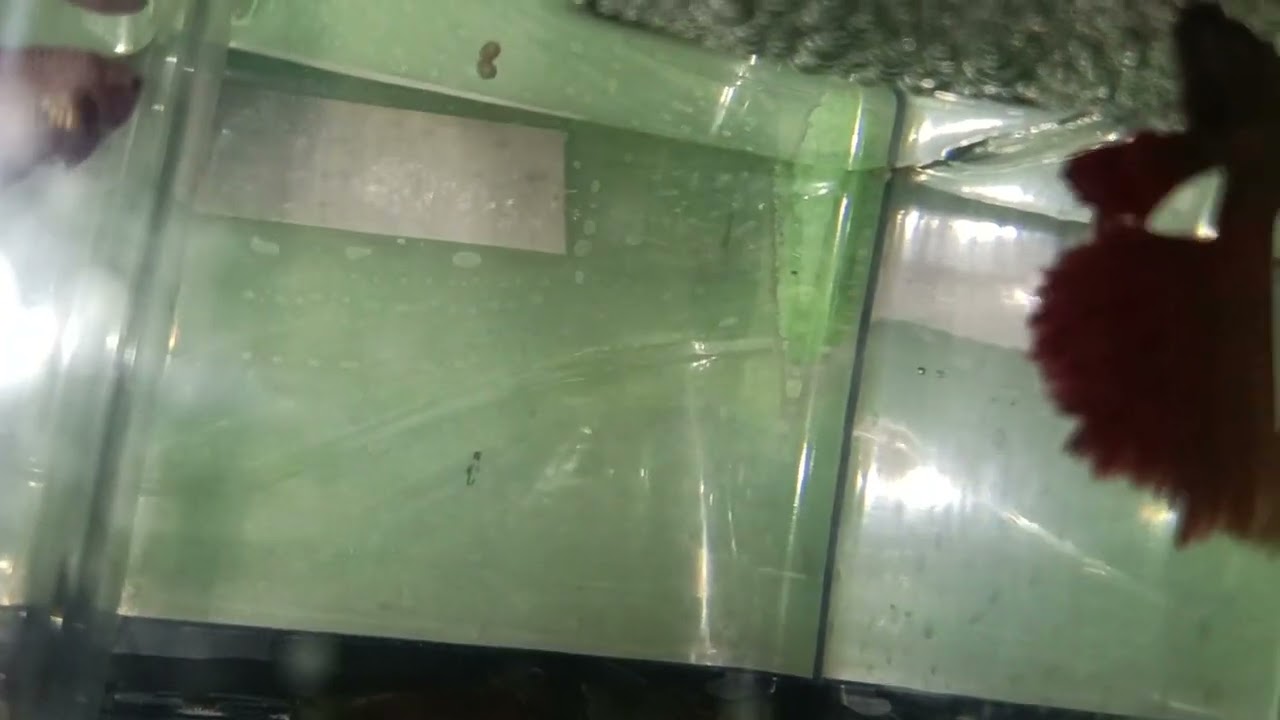 Breeding betta fish #betta #breedingprogress #bettabreeder #bettabreeding #yt #trending #pyaarepets