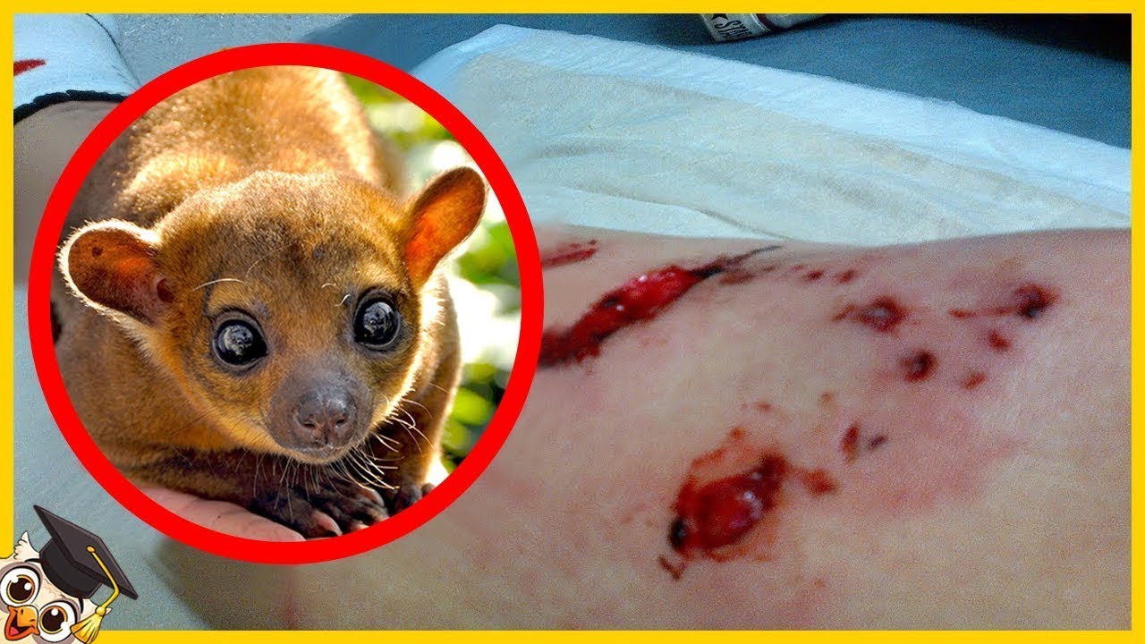 20 Animali Adorabili Che Sono Mortali Per Gli Esseri Umani