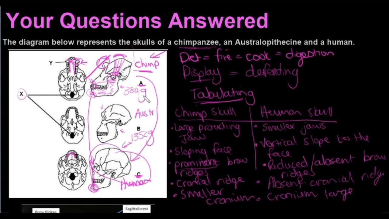 Grade 12 Your Questions Answered Human Evolution Skulls and Teeth