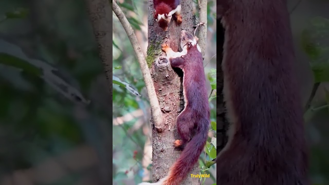 Giant Squirrel, full mating action caught in camera #wild #mating #rare #viral #trending #TrulyWild