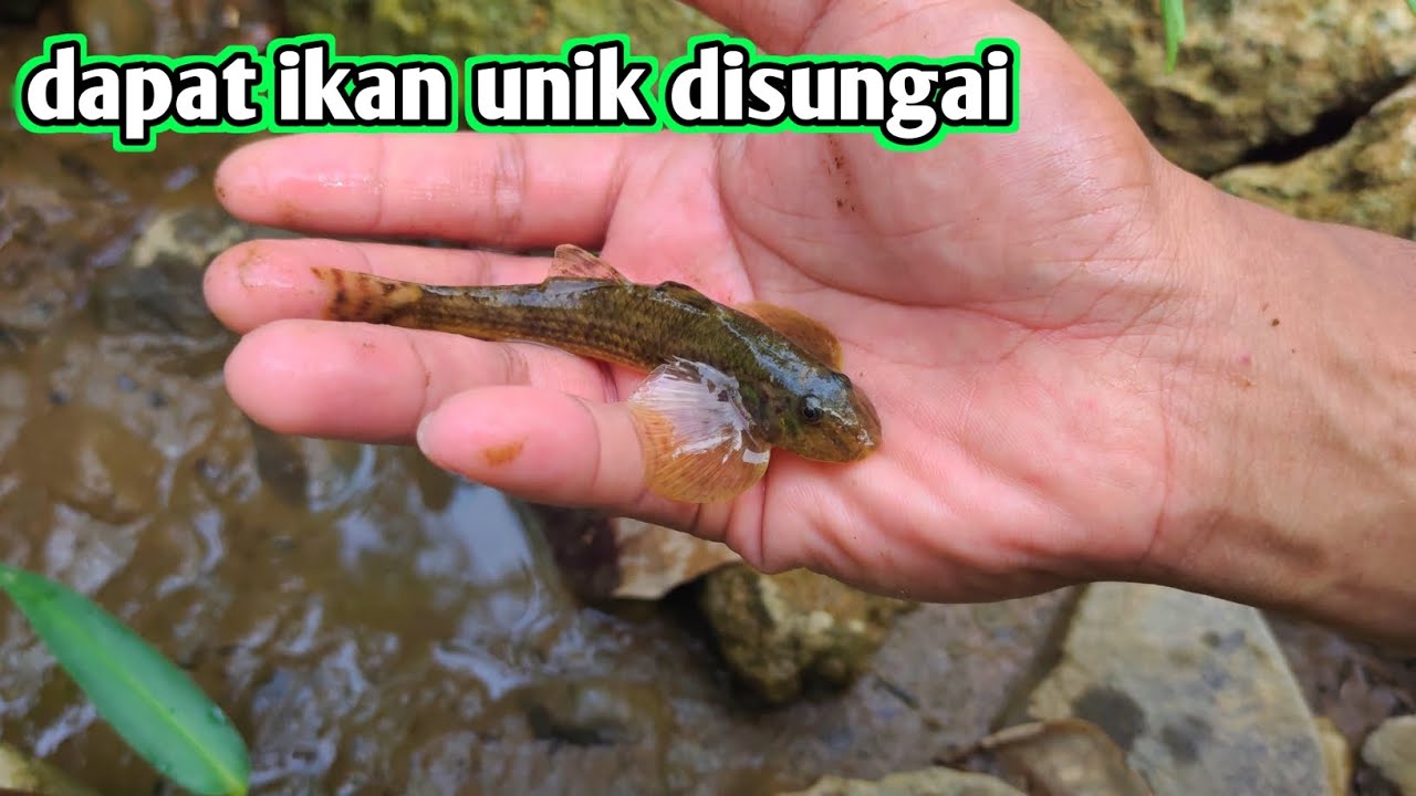 Dapat ikan unik di sungai air tawar