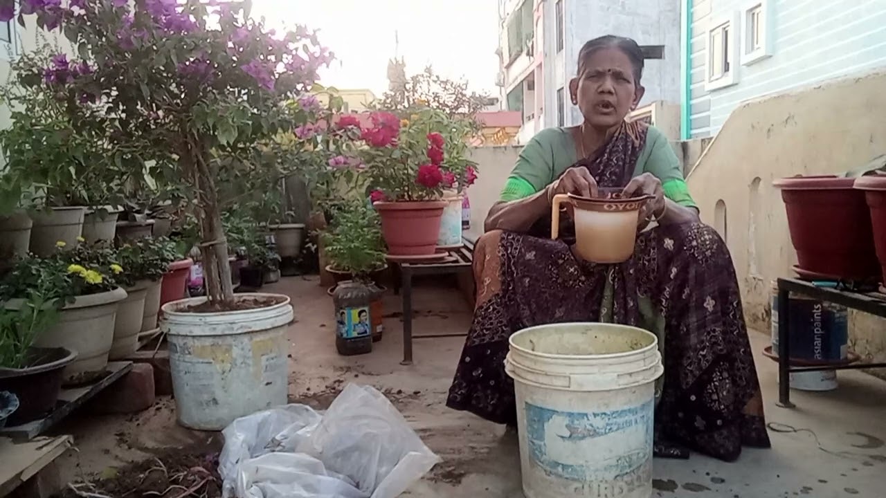 Preparing compost for plants#plants#compost#terracegarden#gardening@MVimala2025