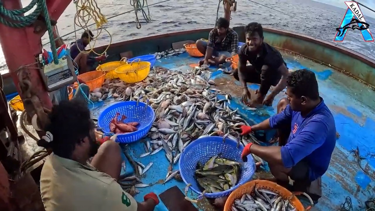 “Ocean Harvest Day | “Fresh Catch Sorting 🐟 | Indian Mackerel & Mixed Fish” | “Fishermen at Work 🌊