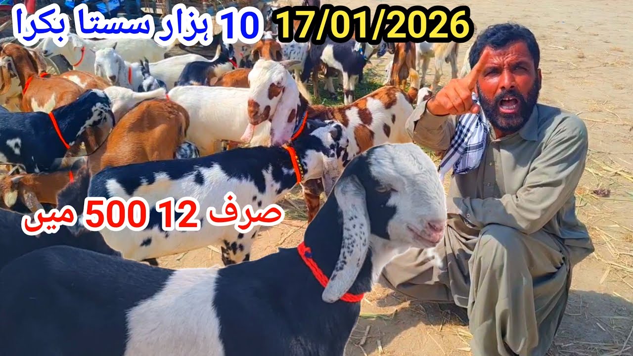 17 January 2026قیمت 12 سے 13 ہزاربکرا منڈی ڈیرہ غازی خان قربانی 2026 کے تحفے 