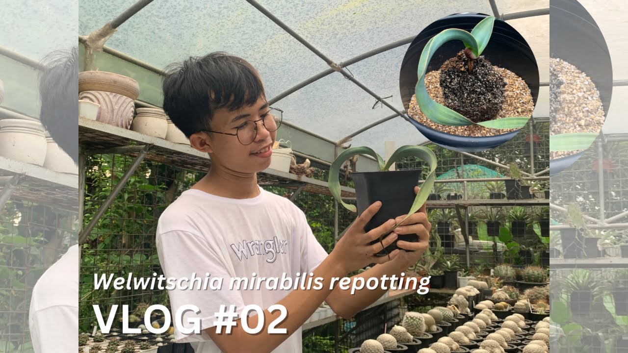 Repotting my prized possession | Welwitschia mirabilis | The Crowned Hardinero
