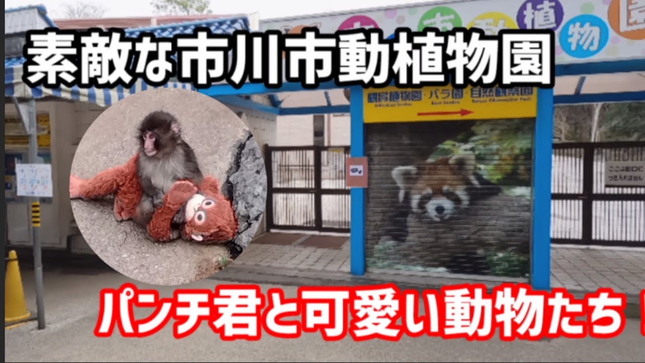 パンチ君と可愛い動物たち！