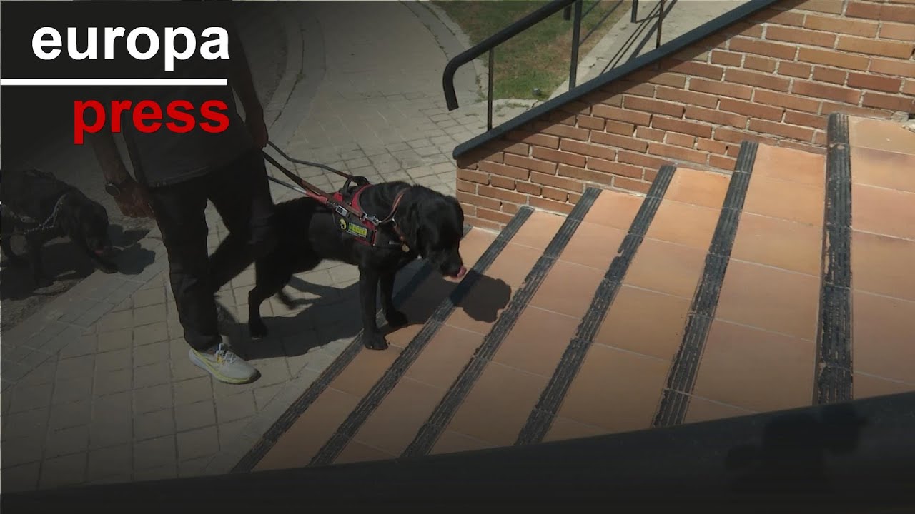 Sensibilización y entrenamiento personal: Así educa la ONCE a sus perros guía