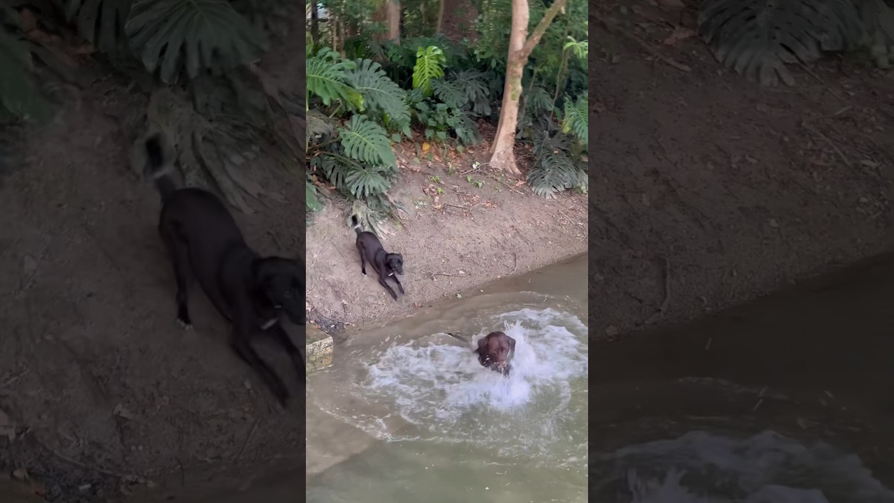 Not all dogs like water as much as Django. #dog #doglover #animals #funny #cute